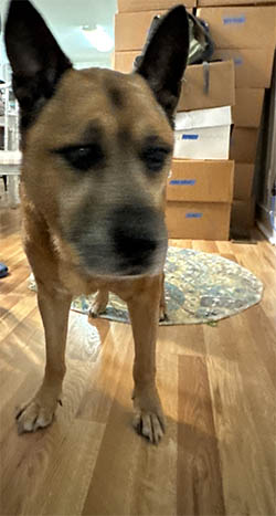 Rocket during unpacking from move