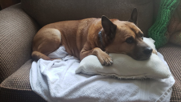 Rocket the Carolina Dog resting