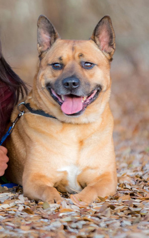 Rocket the Carolina Dog